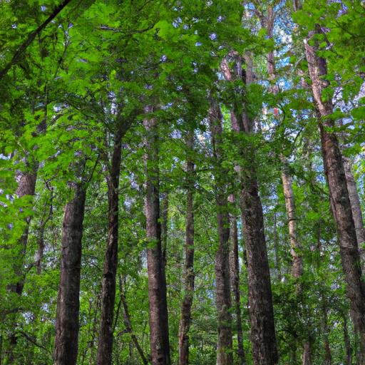 Why Plants are Important: Exploring the Significance of Nature in Our Lives